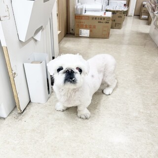 ペキニーズ　飼主さん入院のため緊急保護しました