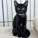 お転婆だけど女の子らしい黒猫♡きゅうちゃん
