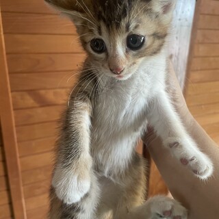 子猫の里親募集A