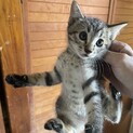 子猫の里親募集Ｂ
