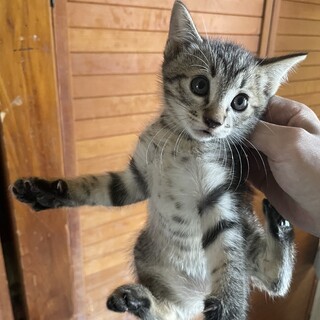 子猫の里親募集Ｂ