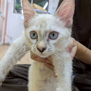 洋風な半長毛が特徴のてつめいちゃん