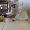 洋風な半長毛が特徴のてつめいちゃん