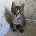 抱っこ大好き！大安2ヶ月♂