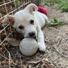 人が大好き甘えん坊の白いオス子犬 サムネイル4