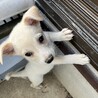 人が大好き甘えん坊の白いオス子犬 サムネイル5
