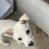 人が大好き甘えん坊の白いオス子犬 サムネイル6