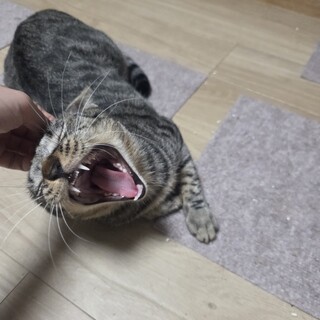 人間大好きにゃぁさん♀