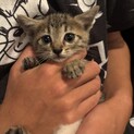 キジトラ１ヶ月子猫
