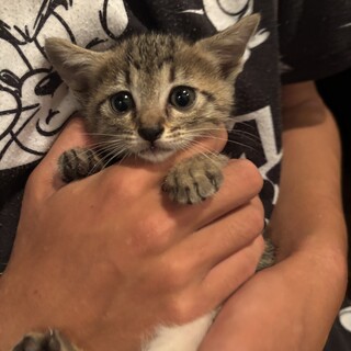 キジトラ１ヶ月子猫