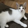 赤ちゃんぽくて心くすぐる、暁くん