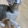 甘えん坊ぐいぐいボーイかしまくん☆
