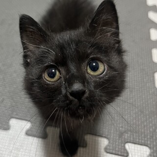 人懐っこい子猫