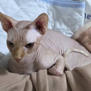スフィンクス 男の子