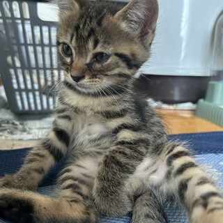 子猫三兄弟男の子