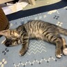 甘えん坊男の子 サムネイル2