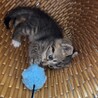 甘えん坊男の子 サムネイル3