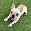 1歳10ヶ月のフレブルです