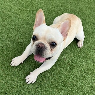 1歳10ヶ月のフレブルです