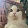 にいみもちた