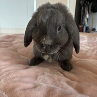 もんちゃん