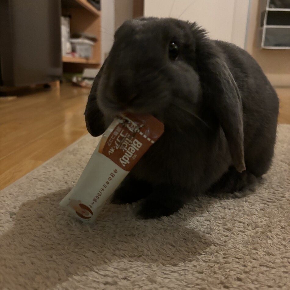 もんちゃんのカバー写真