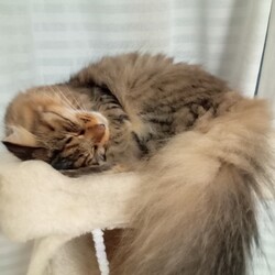 寝顔
