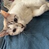 人が大好き！青い瞳の穏やか甘えん坊美人 サムネイル3