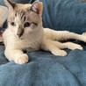 人が大好き！青い瞳の穏やか甘えん坊美人 サムネイル5