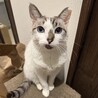 人が大好き！青い瞳の穏やか甘えん坊美人 サムネイル6