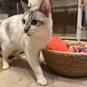 人が大好き！青い瞳の穏やか甘えん坊美人 サムネイル7