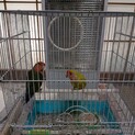 つがいのインコちゃんです