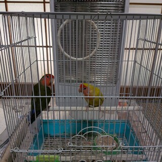 つがいのインコちゃんです