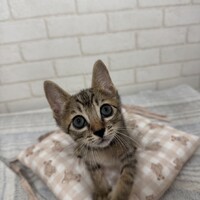 あおい
