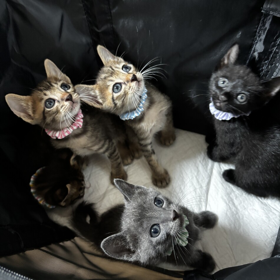 あおいのカバー写真