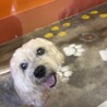 mkとらさん