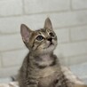 初・猫じゃらし
