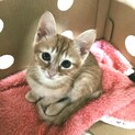 福岡：動物病院発！美形茶トラ　コワルスキー