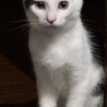 犬猫と仲良し。可愛い白黒♂3か月半。人馴れ抜群