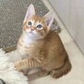 福岡：動物病院発！美形茶トラ　スキッパー