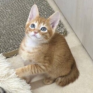 福岡：動物病院発！美形茶トラ　スキッパー