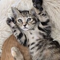 福岡:動物病院発！おてんばリコちゃん