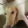 人懐こいダックスです。 サムネイル2