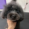ブラックのトイプードル男の子　3キロ台後半 サムネイル3
