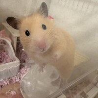ぽちゃ