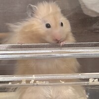 モフ男