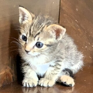 お姉ちゃんに比べて大人しい『かな』ちゃん