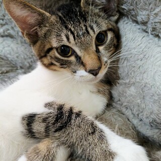 シュワっと元気！人間大好き♥メッツ2カ月半
