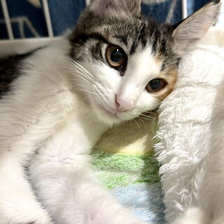 おかか：三毛猫の女の子