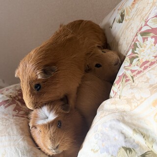 モルモット3匹の里親募集